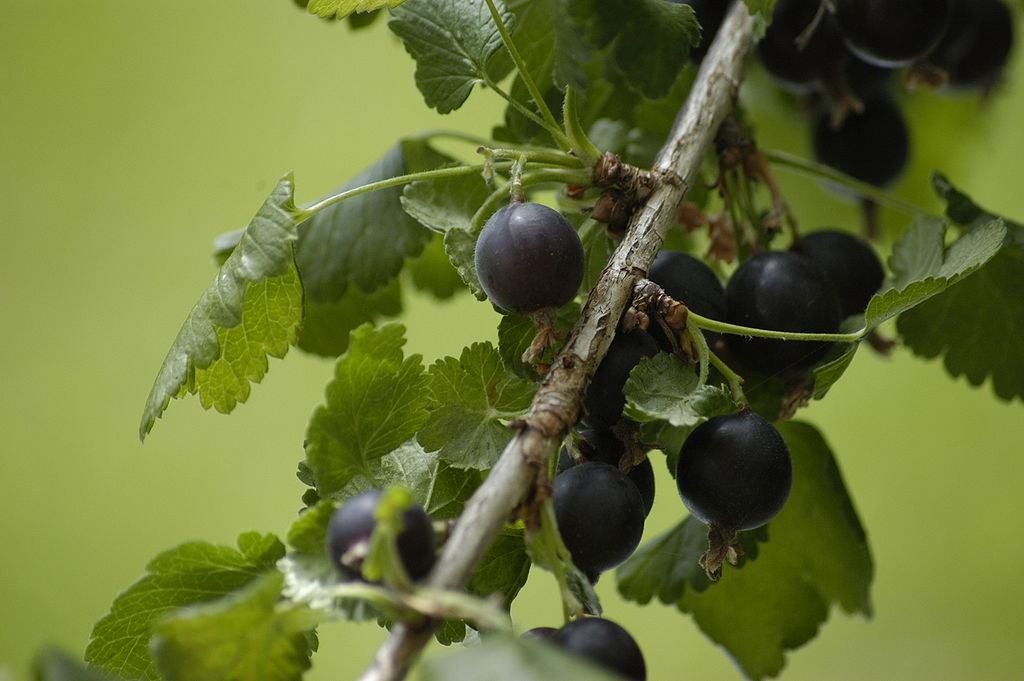 Dunkle Jostabeeren hängen reif an einem Zweig mit frisch grünen Blättern, mit einem sanft unscharfen grünen Hintergrund.