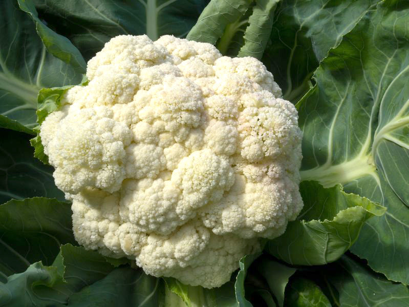 Weißer Blumenkohl (Brassica oleracea var. botrytis) mit geschlossenen Röschen im Gemüsegarten, bereit zur Ernte