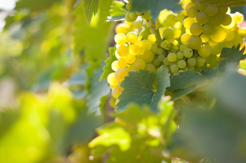 Grüne Weintrauben hängen in der Sonne an einem Ast.