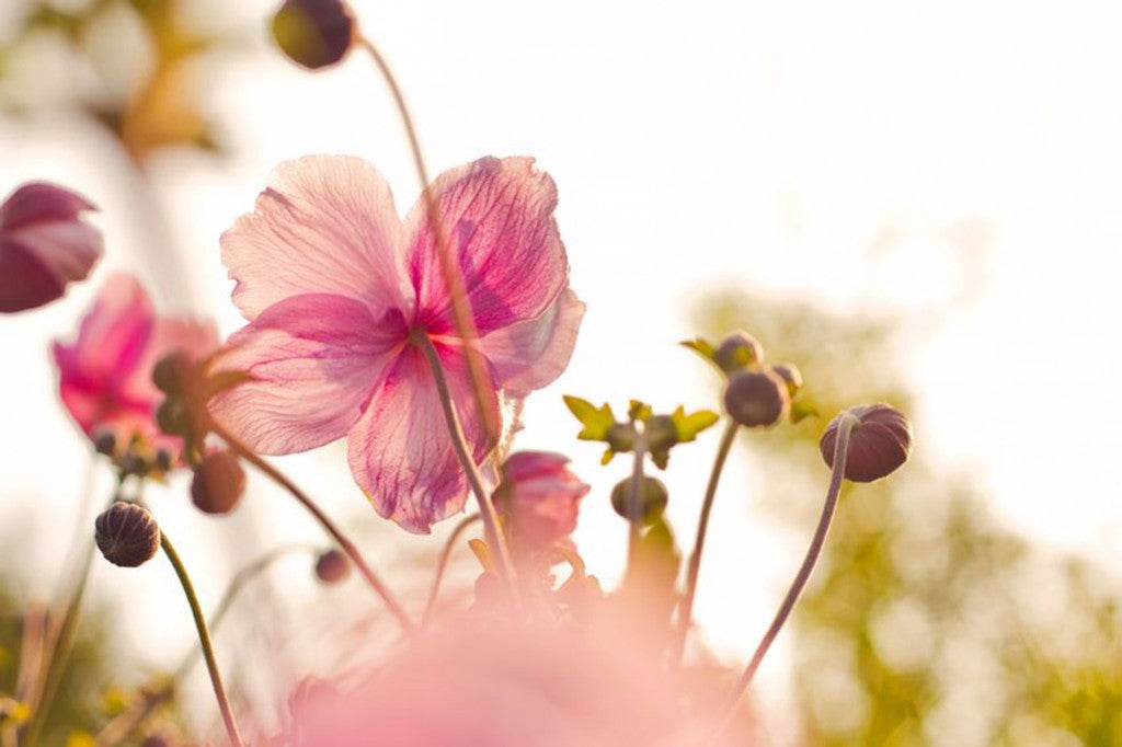 Eine Rosa Anemonenblüte in einem Beet bei Abendsonne von unten fotografiert.