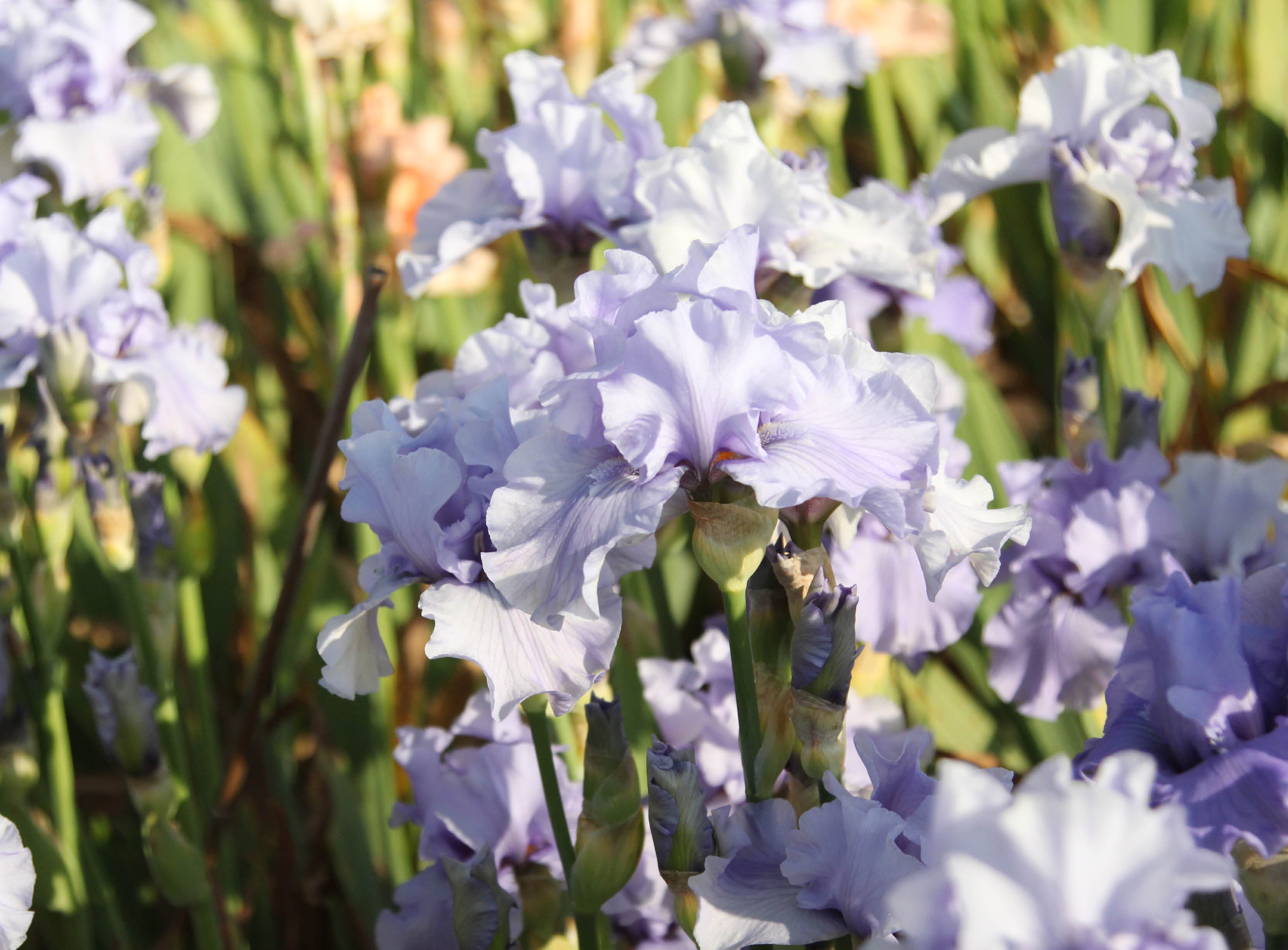 Iris – die Blume des Regenbogens