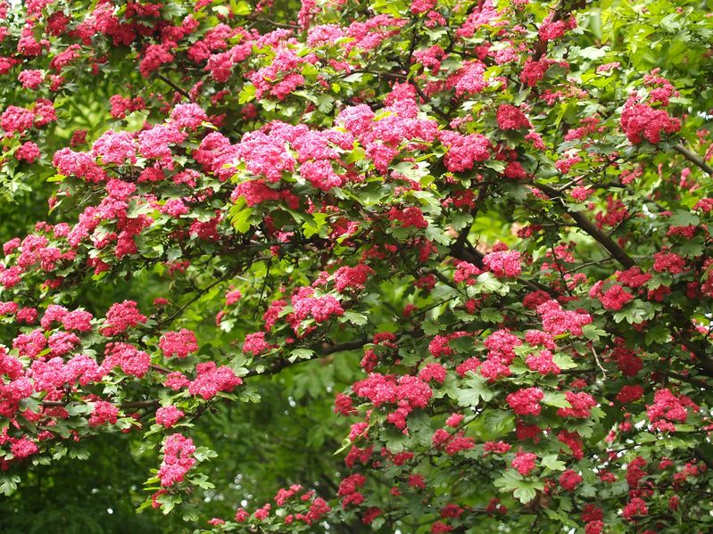 Die rotpinken Blüten des Rotdorns bilden einen tollen Kontrast zum dunkelgrünen Blattwerk.