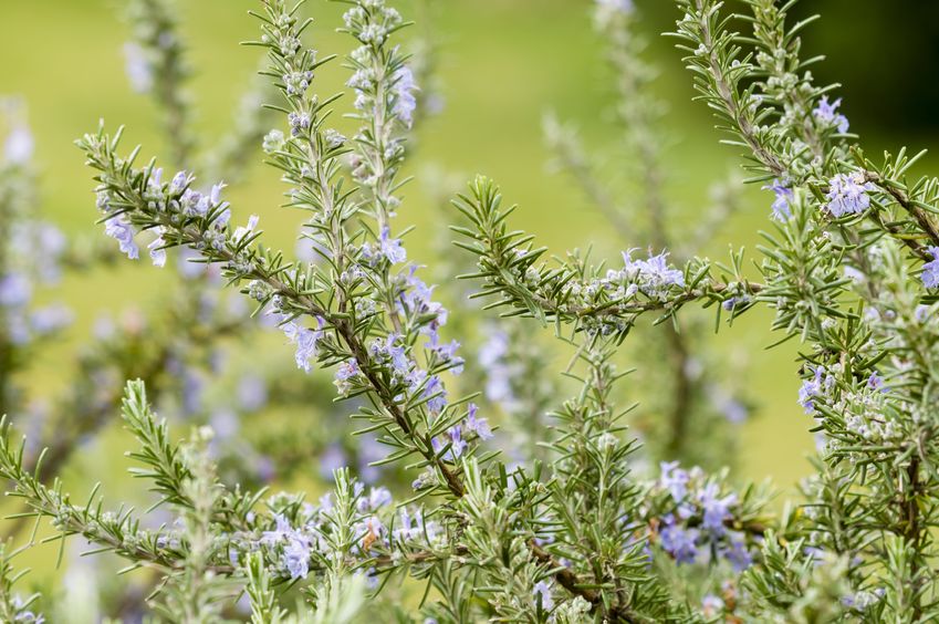 Eine Rosmarinpflanze mit blauen Blüten.