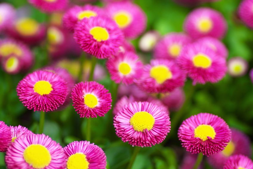 Pinkfarbene Bellis in voller Blüte.