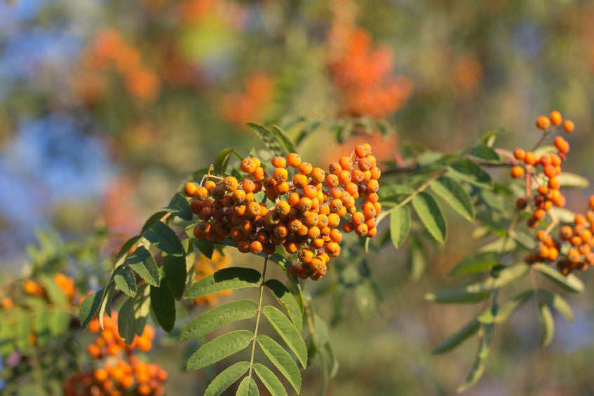 Orange Beeren der Eberesche hängen an einem Ast in der Sonne.