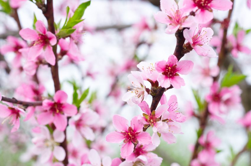 Zweige eines Baumes mit zarten rosa Blüten, die ein Frühlingsgefühl vermitteln.