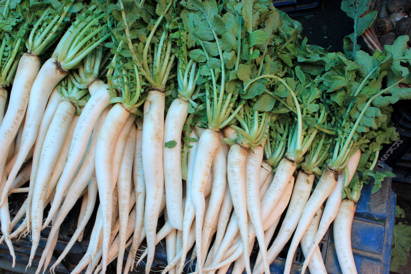 Ein Haufen frischer Rettiche mit langen weißen Wurzeln und grünem Blattwerk.