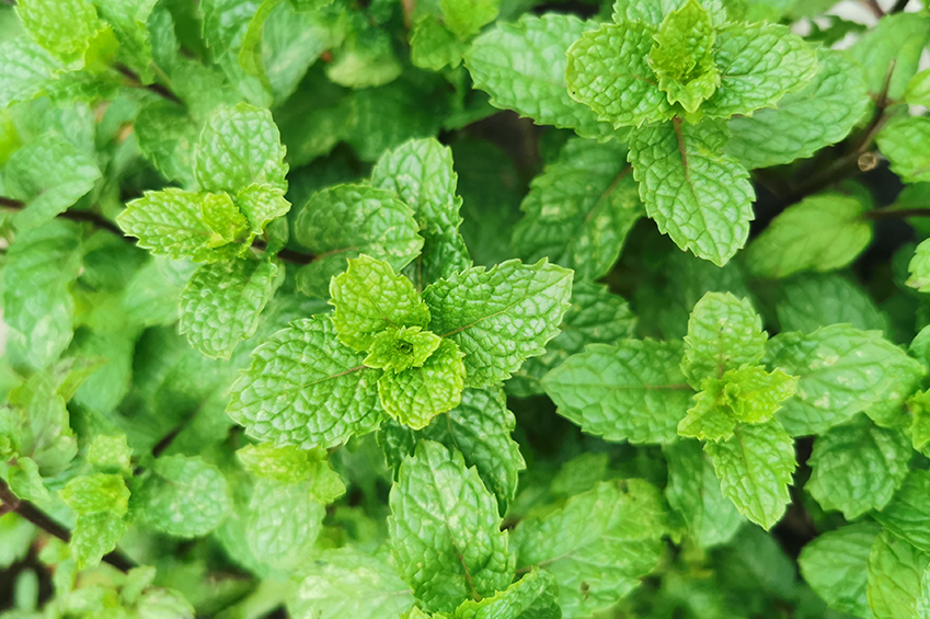 Zitronenmelisse (Melissa officinalis)