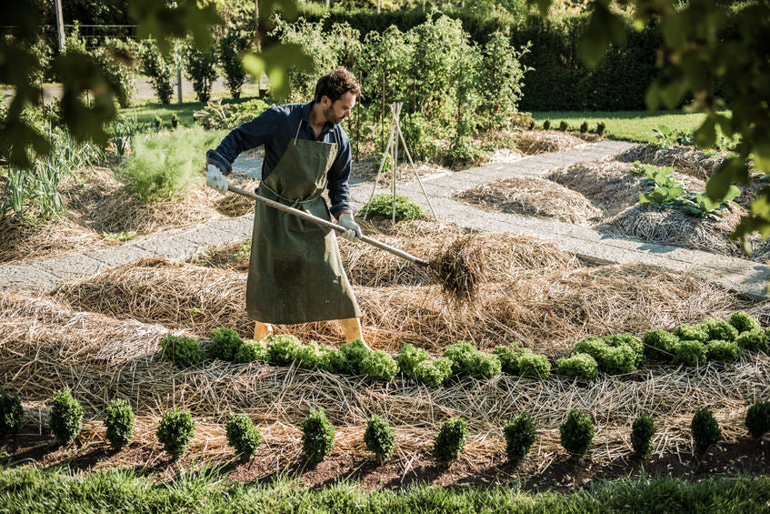 Ein Gärtner in Arbeitskleidung und Schürze verteilt sorgfältig Stroh als Mulch zwischen Reihen von jungen, ordentlich gepflanzten Grünpflanzen in einem sonnenbeschienenen Beet, umgeben von einem wohlgepflegten Garten.