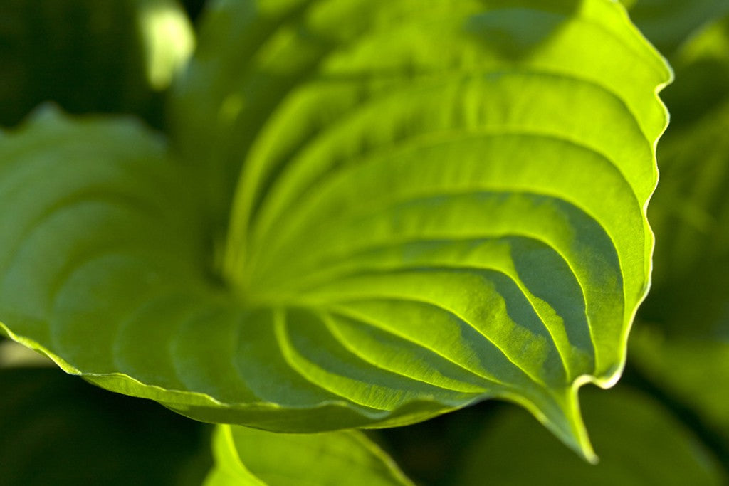 Ein grünes Funkienblatt in Nahaufnahme.