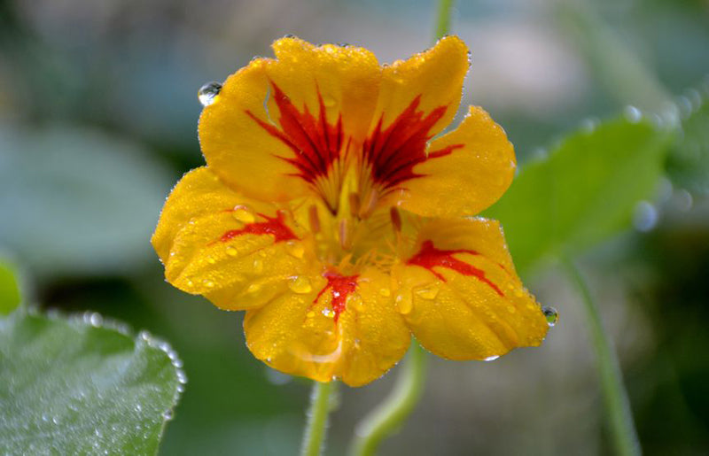 Eine hübsche gelbe Blüte der Kapuzinerkresse mit roten Farbzeichnungen ist von Regentropfen bedeckt.