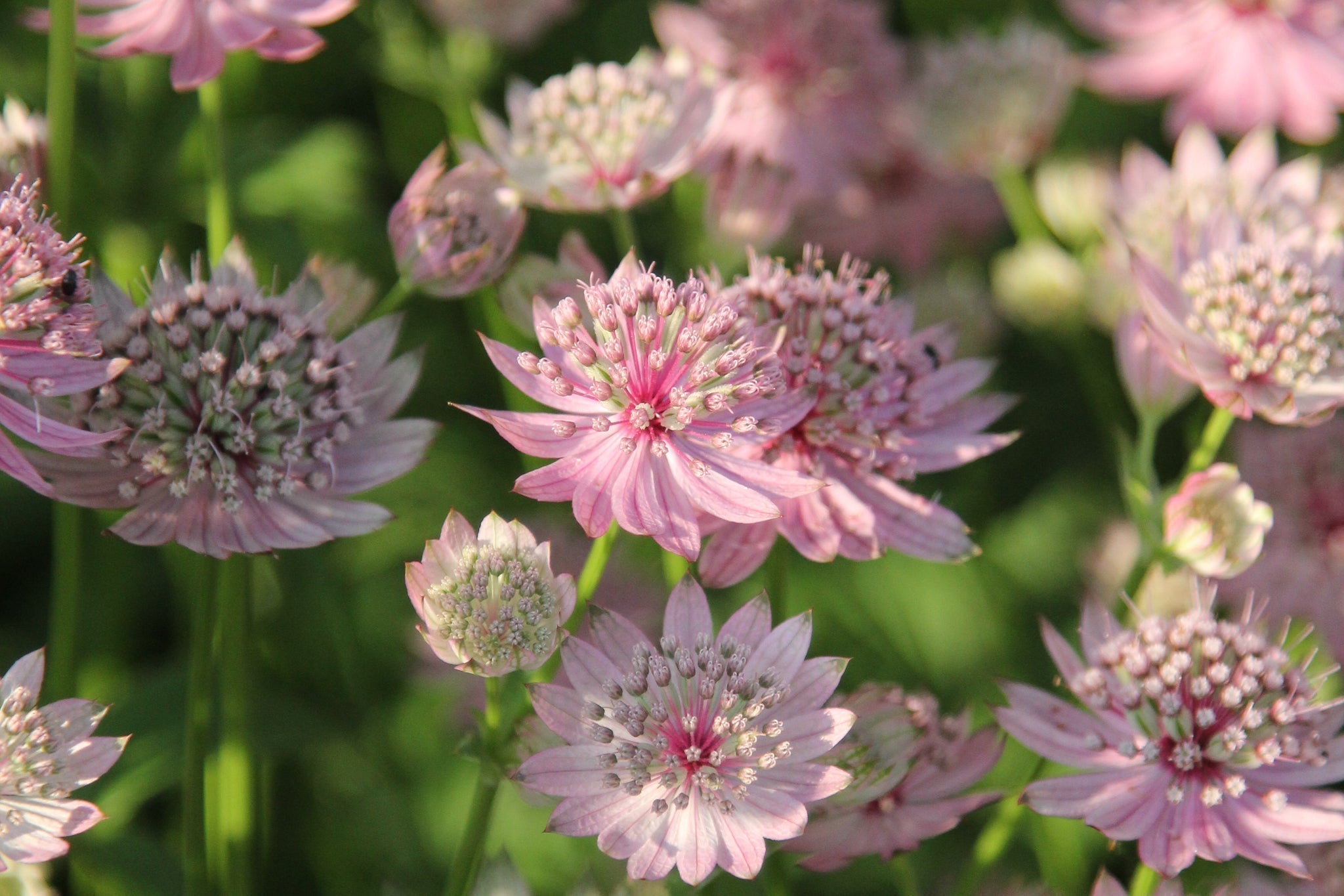 Kaukasus-Sterndolde (Astrantia maxima) mit zart rosafarbenen, sternförmigen Blüten in voller Blüte – robuste, winterharte Staude für halbschattige Gärten
