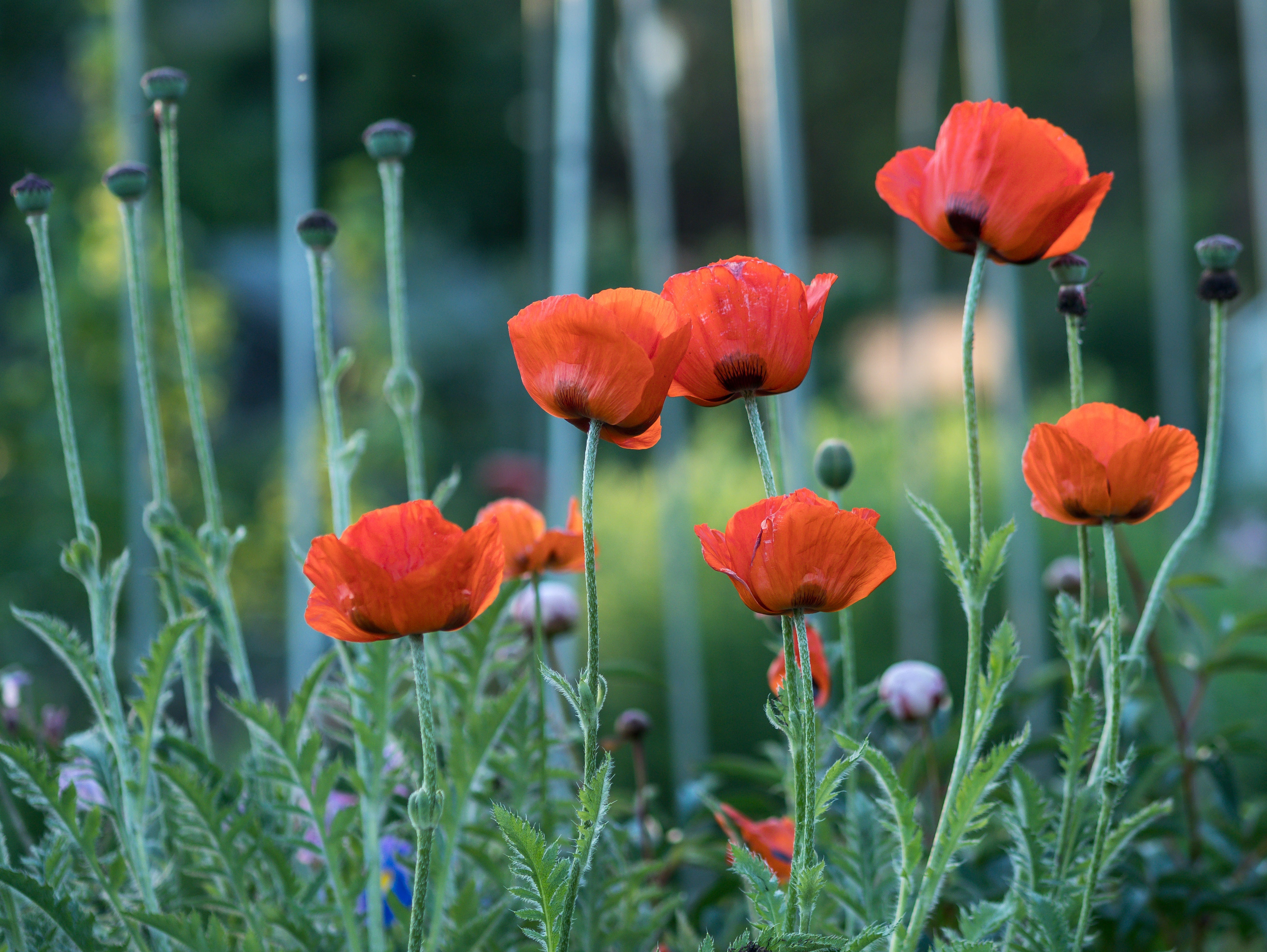 Mohn (Papaver orientale)