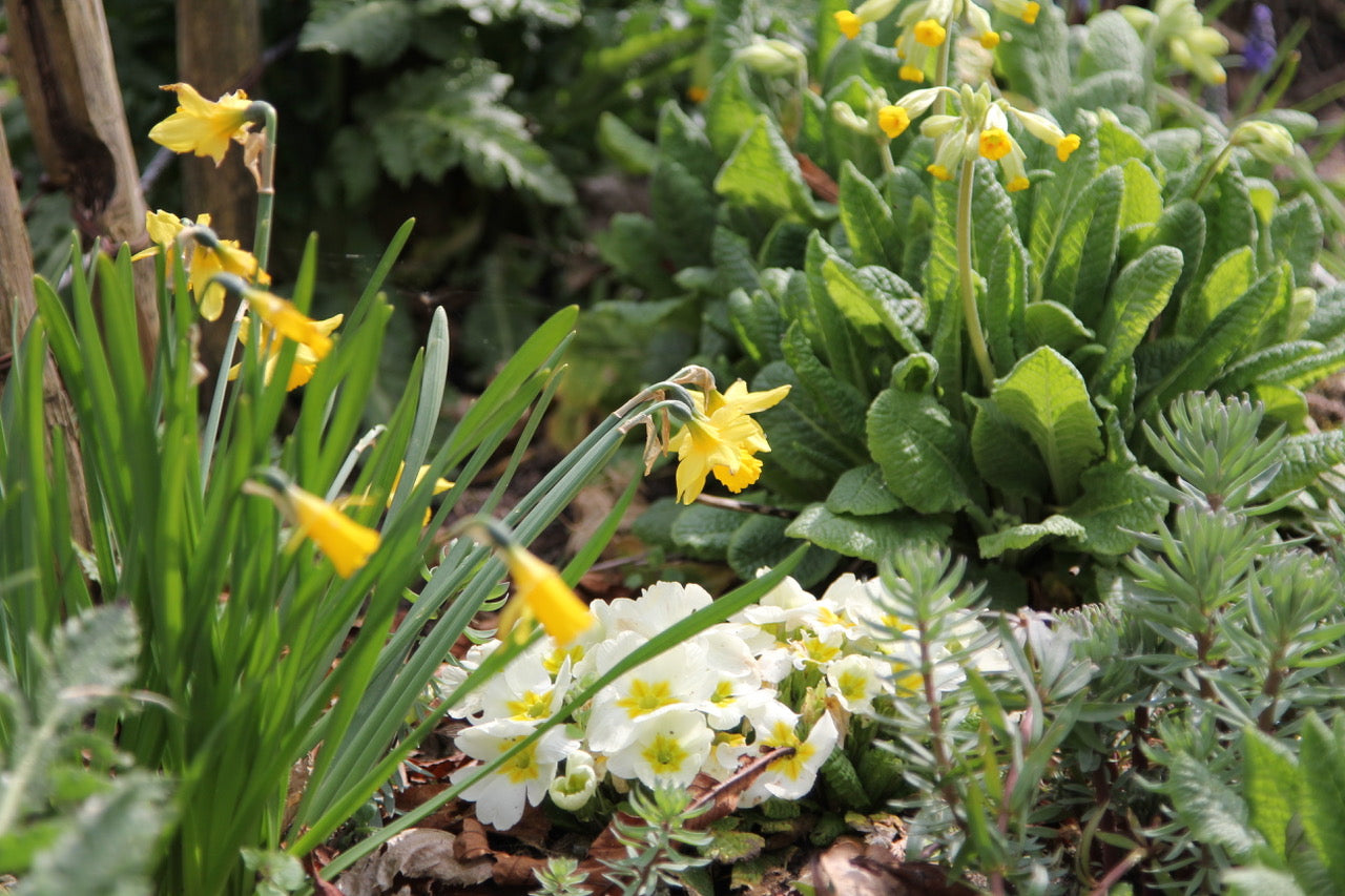 Stauden und Zwiebeln
