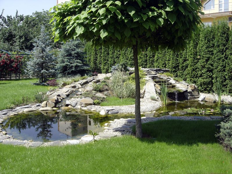 Ein grosser Tulpenbaum in einem Garten mit Teichanlage.