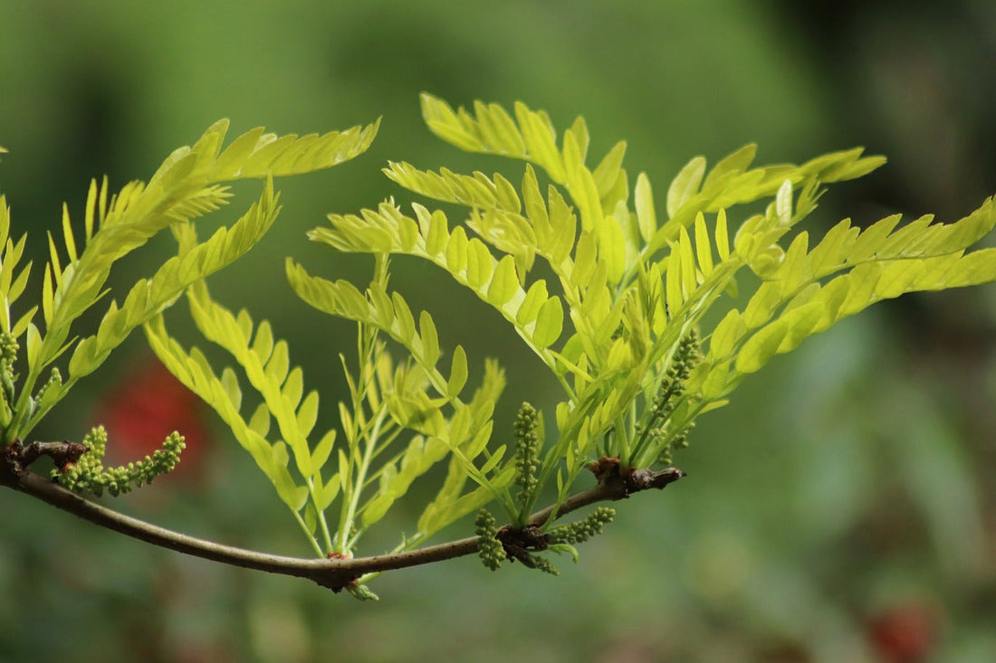 Gleditschie (Gleditsia triacanthos)