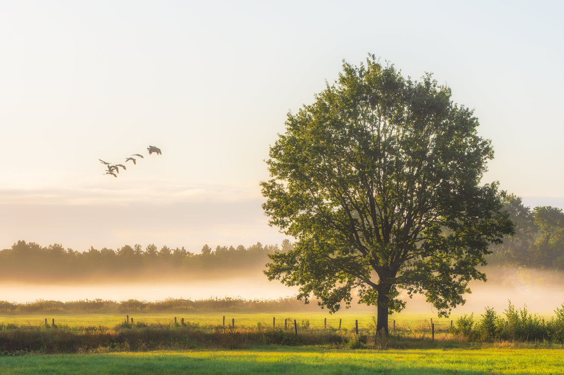 Eichen – von den Germanen hoch verehrte Naturheiligtümer