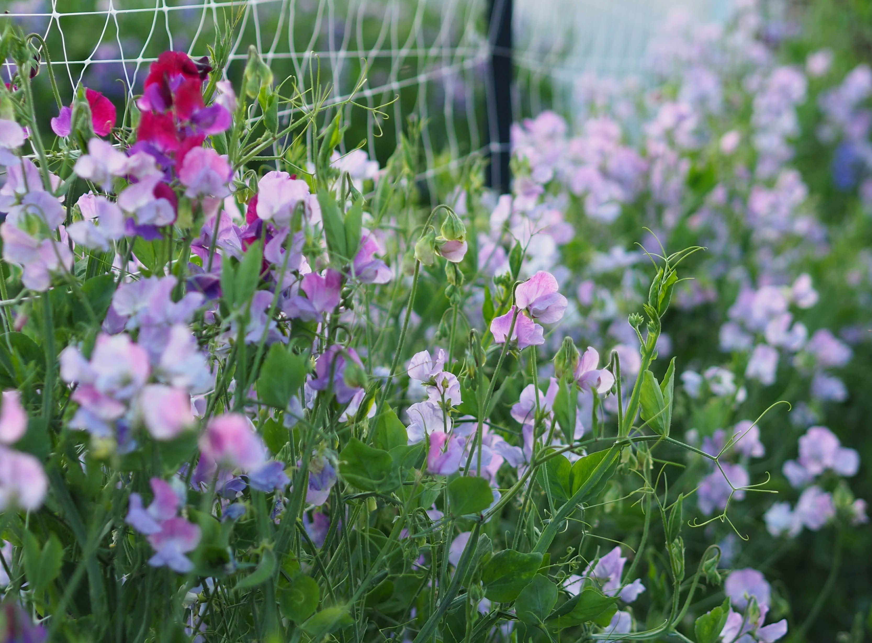 Duftwicken (Lathyrus odoratus) – Blütenpracht für Zäune, Spaliere und Obelisken
