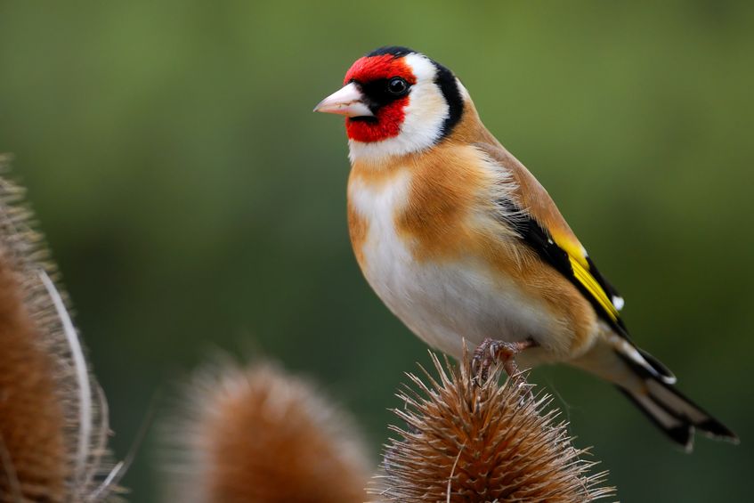 Ein Stieglitz sitzt auf einer Distel, erkennbar an seinem bunten Gefieder mit Rot, Weiß und Schwarz am Kopf sowie gelben Flügelmarkierungen.