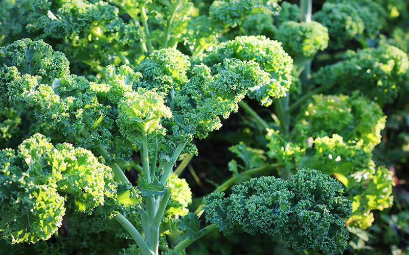 Nahaufnahme einer Grünkohlpflanze im Gemüsebeet.