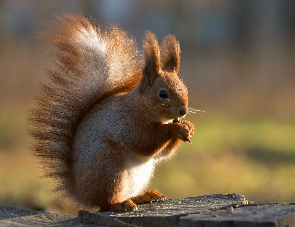 Eichhörnchen – Flink, scheu und vergesslich
