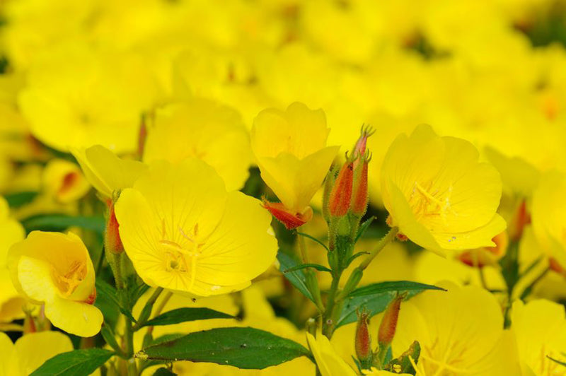 Dottergelbe Blüten der Nachtkerze in Nahaufnahme, so weit das Auge reicht.
