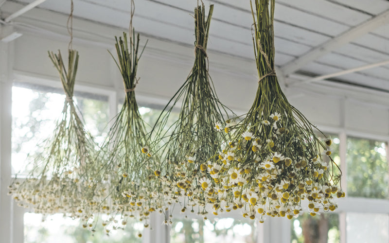 Vier Blumensträuße aus Kamille hängen kopfüber zum Trocknen an einer weissen Holzdecke.