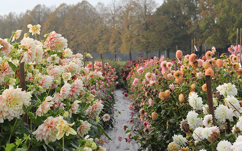 Blick in eine Dahliereihe im Herbst
