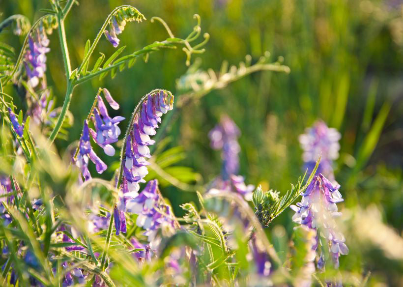 Gründüngung – macht müde Beete munter