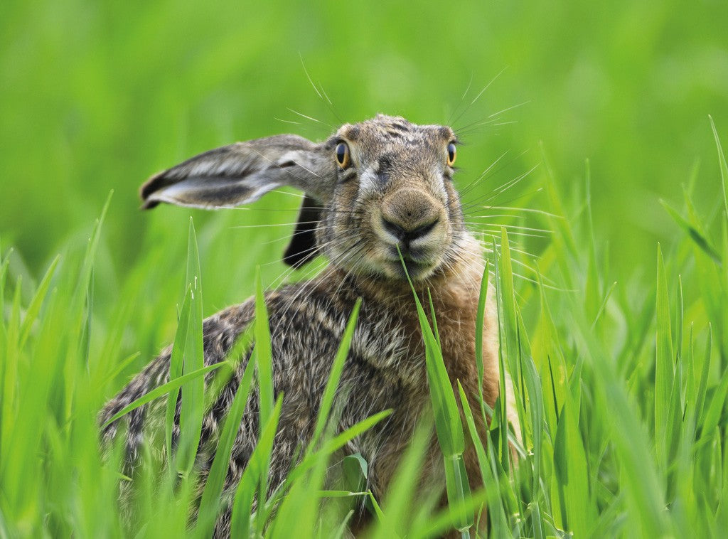 Mein Name ist Hase