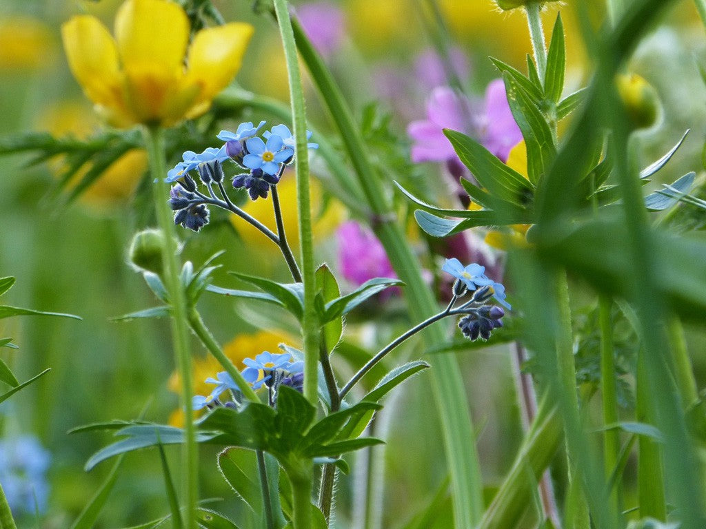Vergissmeinicht in einer bunten Blumenwiese.