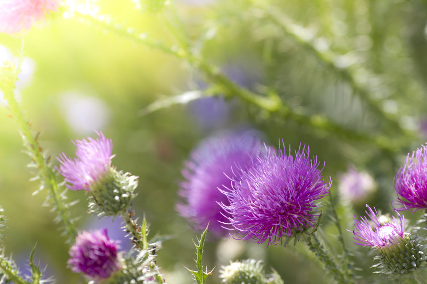 Lila Blüten im Sonnenlicht.