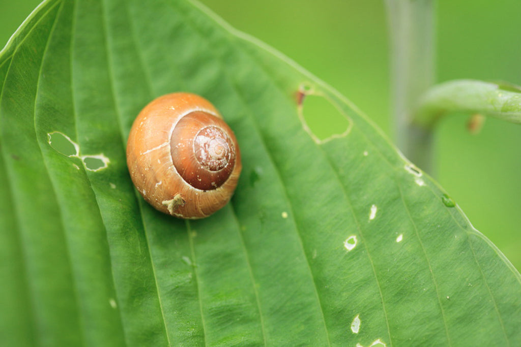 Schnecke auf dem Blatt einer Funkie.