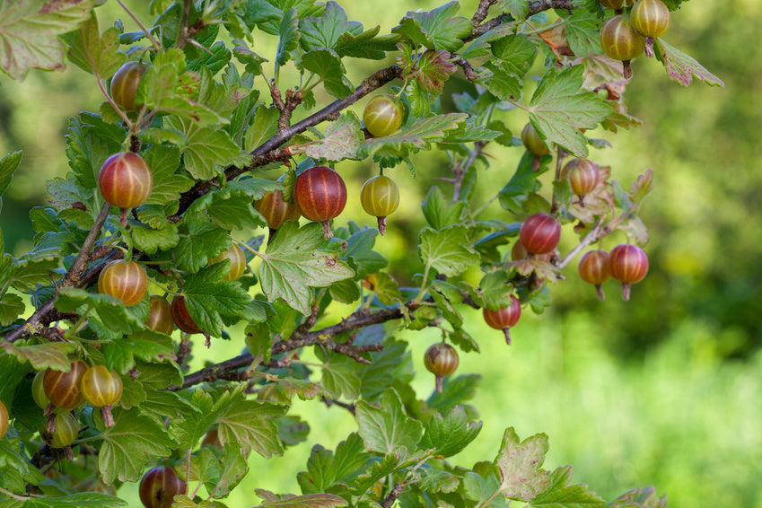 Stachelbeere (Ribes uva-crispa)