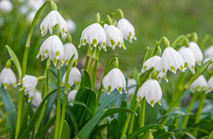 Ein ganzer Horst Märzenbecher in voller Blüte. Die weissgrünen Blütenköpfe sind wunderbar kontrastreich zum sattgrünen Laub.