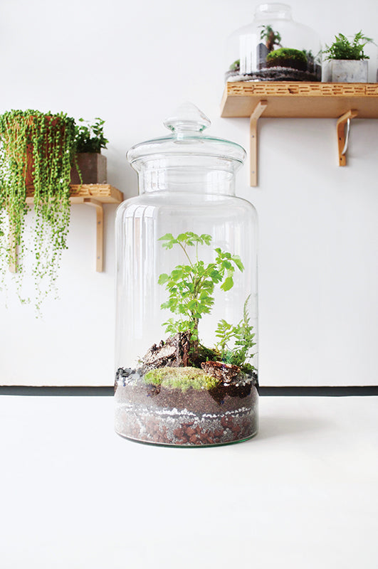 Grn, pflegeleicht und einfach schn: Ein Farn-Terrarium zum Selbermac   Gartenzauber