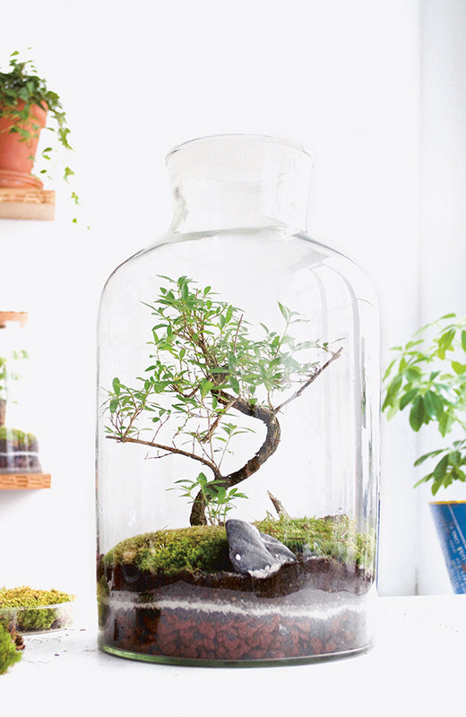 Urban Jungle im Glas: Junischnee (Serissa foetida) einfach selber pflanzen