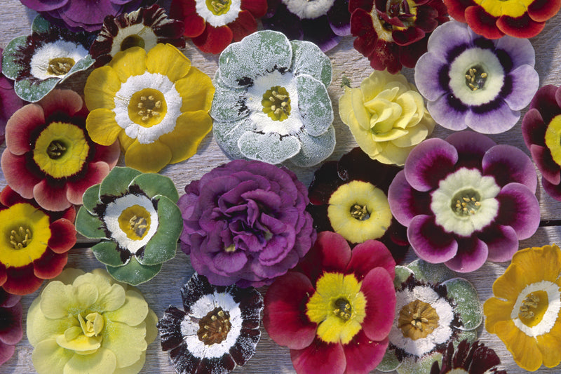 Ein buntes Flatlayering aus Aurikelblüten.