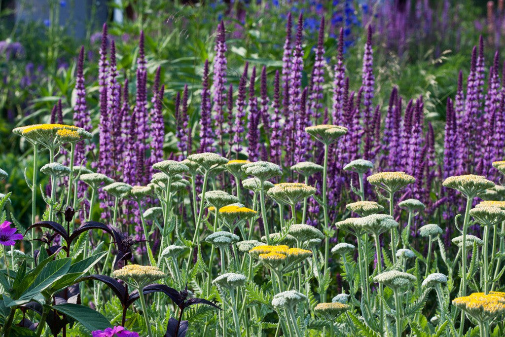 Starke Farb- und Formenkontraste bilden gelbbühende Schafgarben mit den kerzenförmigen stahlblauen Steppensalbei