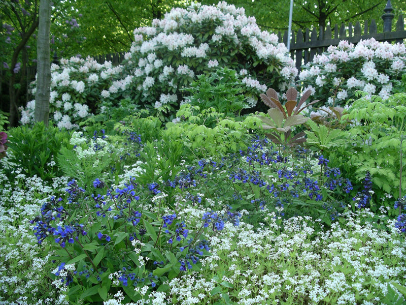 Zwischen weißen Waldmeister- und blauen Lungenkrautblüten (Galium odoratum, Pulmonaria angustifolia ‚Blue Ensign‘) sticht das bronzefarbene Fiederblättrige Schaublatt (Rodgersia pinnata ‚Chocolate Wings‘) besonders hervor.