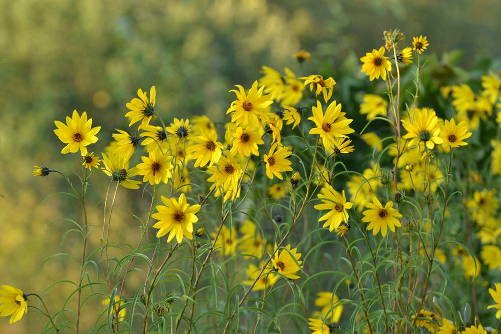 Die gelbblühende Weidenblättrige Sonnenblume in Nahaufnahme.