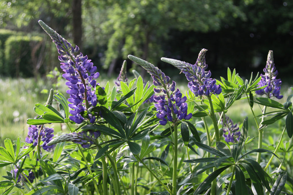 Wunderschön erblühte lilafarbene Lupinen stehen im Sonnenschein auf einer Wiese.