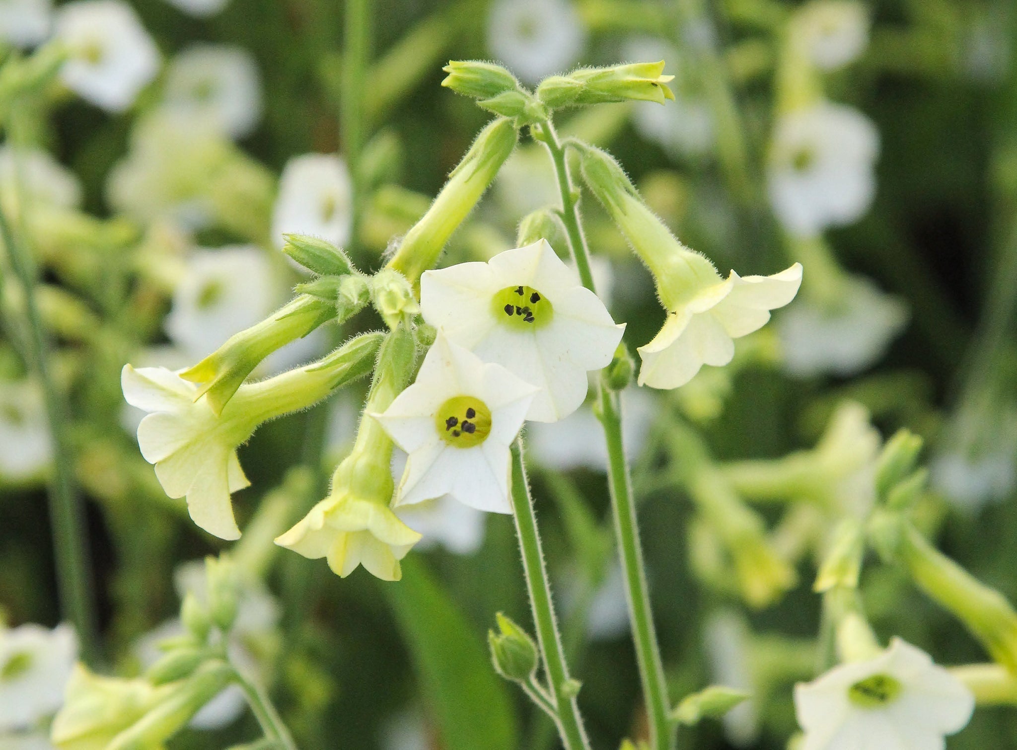 Ziertabak (Nicotiana) – Duftende Blütenpracht für Sommerbeete