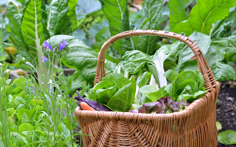 Der richtige Standort für Obst und Gemüse