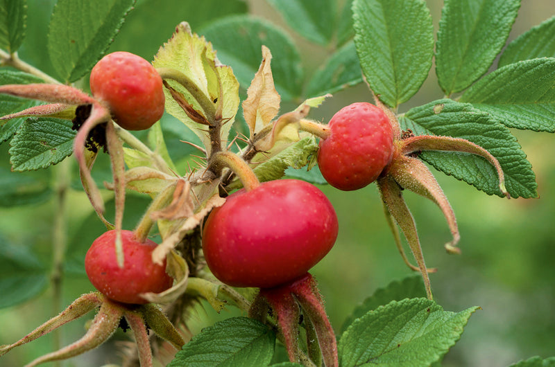 Reife Hagebutten an einem Strauch mit kräftig grünen Blättern – essbare Früchte der Rose mit hohem Vitamin-C-Gehalt.
