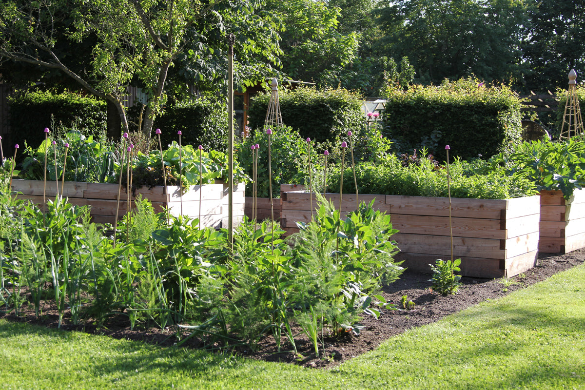 Mehrere bepflanzte Hochbeete stehen in einem Garten.