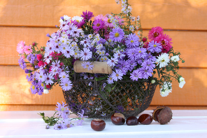 Bunte Herbstastern in pink, blau, Violet und weiss stehen in einem dekorativem Drahtkorb. Davor wurden Kastanienfrüchte dekoriert.
