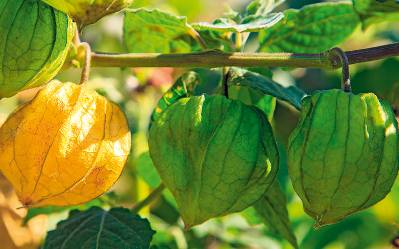 Kapstachelbeeren (Physalis) anbauen und ernten