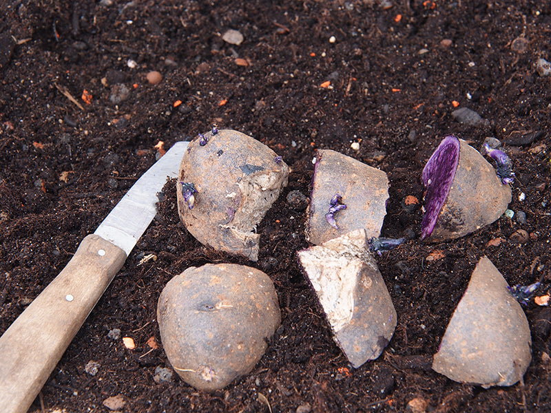 Kartoffeln durch Teilen vermehren