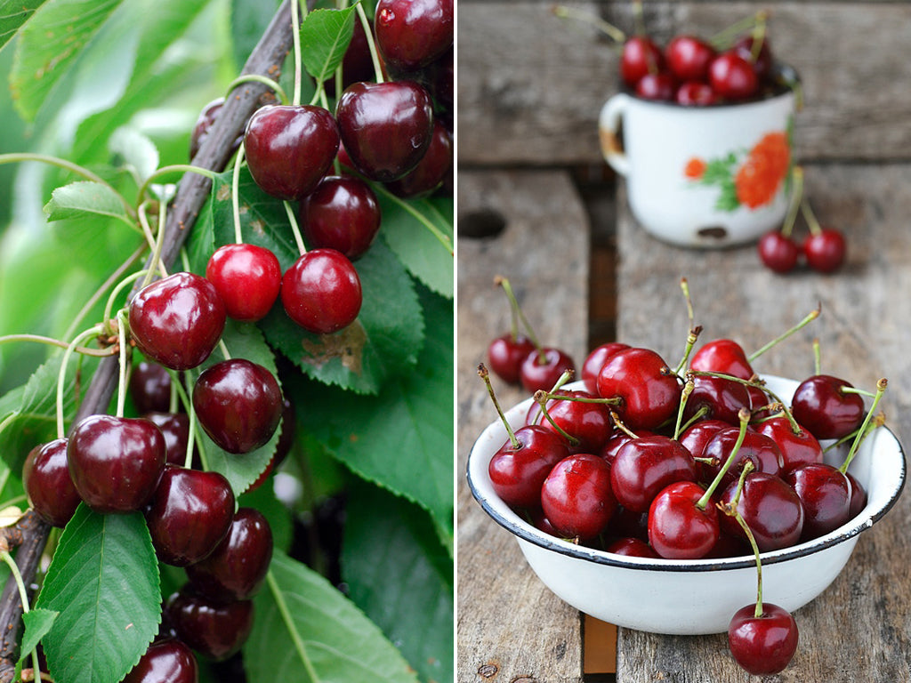 Süßkirsche (Prunus avium)